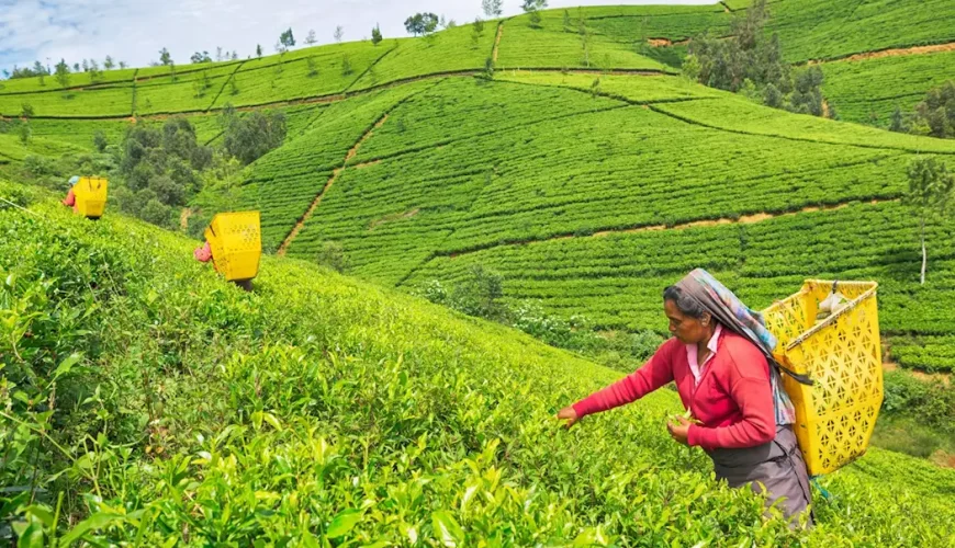 hotels to stay in nuwara eliya