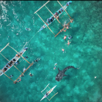 Whale Shark Watching