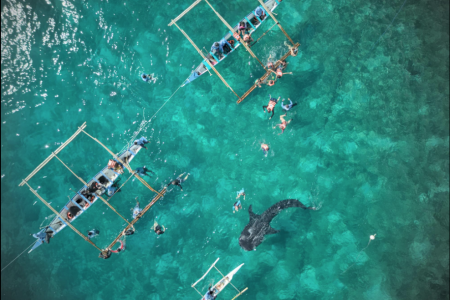 Whale Shark Watching