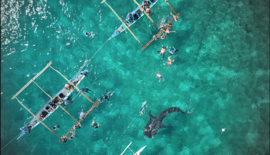 Whale Shark Watching