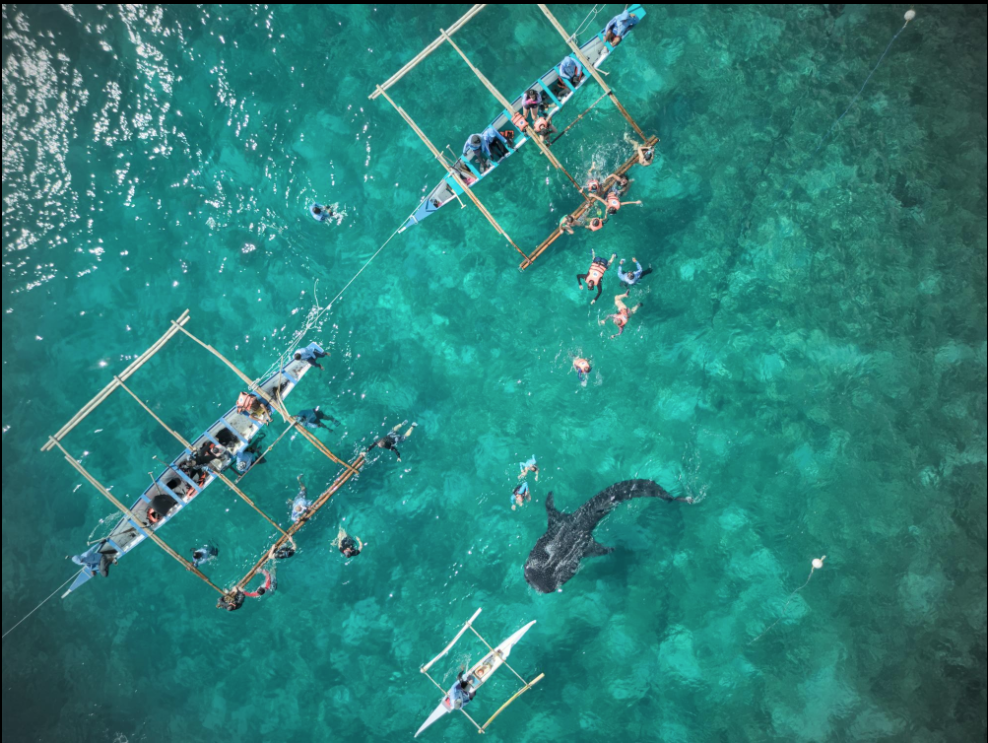 Whale Shark Watching